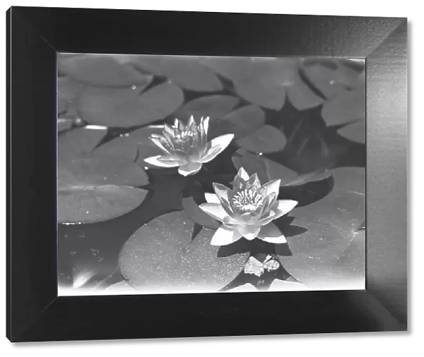 Water lilies on pond, (B&W), elevated view