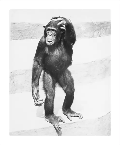 Chimpanzee standing on steps, scratching head, (B&W)