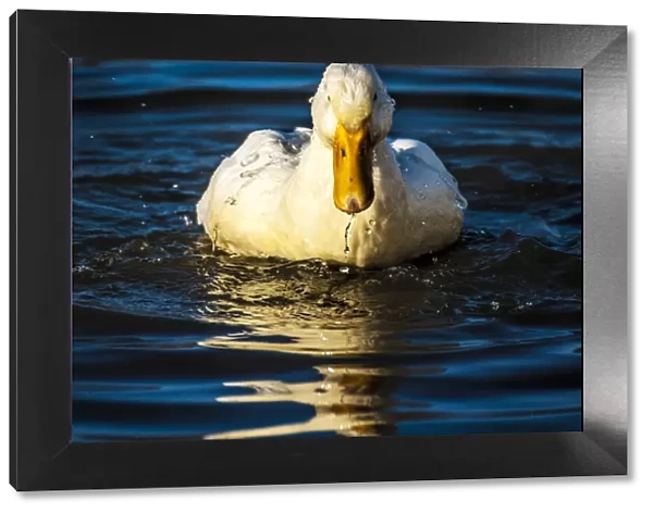 Duck on golden pond
