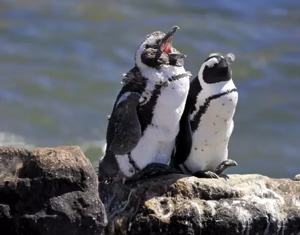 African Penguins or Jackass Penguins -Spheniscus demersus-, pair on rocks, yawning, Bettys Bay, Western Cape, South Africa