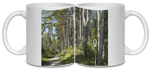 Pine forest -Pinus sylvestris-, nature reserve, former inner German border, green belt, near Gedenkstatte Point Alpha Memorial, Geysa, Rhon hills, Thuringia, Germany