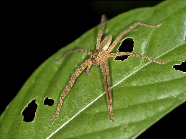Tropical Wandering Spider -Cupiennius bimaculatus-, Tambopata Nature Reserve, Madre de Dios Region, Peru