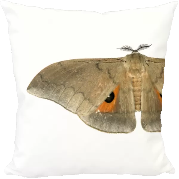 Moth species Pseudobunea alinda, Oromia Region, Ethiopia