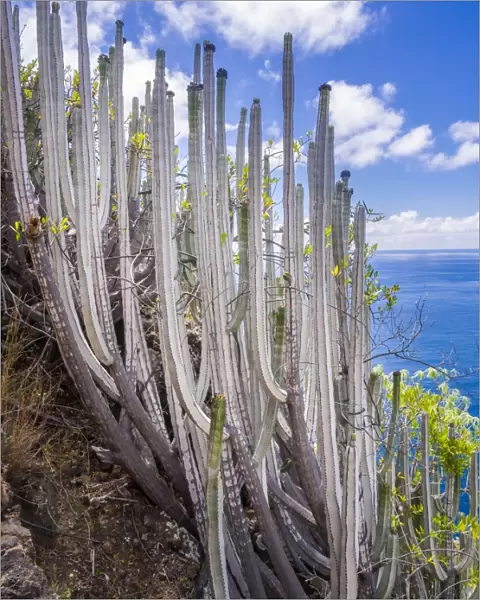 Canary Island Spurge -Euphorbia canariensis-, Camino del Prois, road to the pirate bay, Tijarafe, La Palma, Canary Islands, Spain