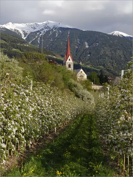 Apple orchard, behind the Plose, Eisacktal, Elvas, Brixen, Province of South Tyrol, Italy
