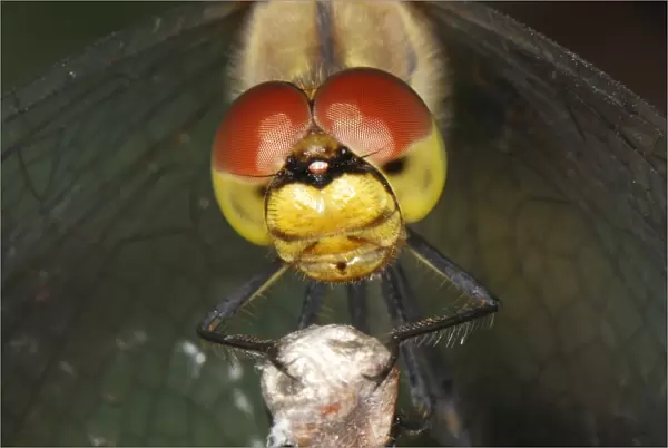 Ruddy Darter -Sympetrum sanguineum-, detail view of the head of a dragonfly, Burgenland, Austria