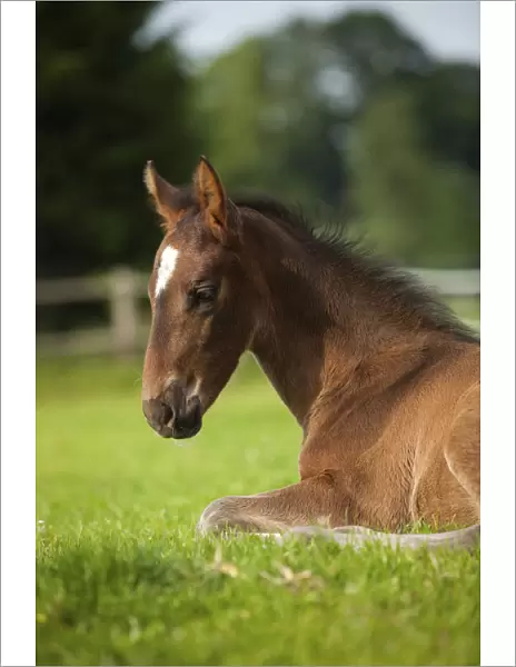 Brown foal, Westphalian, 3 weeks, lying in the grass, Munsterland, North Rhine-Westphalia, Germany