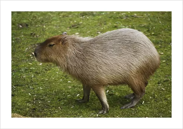 Capybara -Hydrochoerus hydrochaeris-, captive
