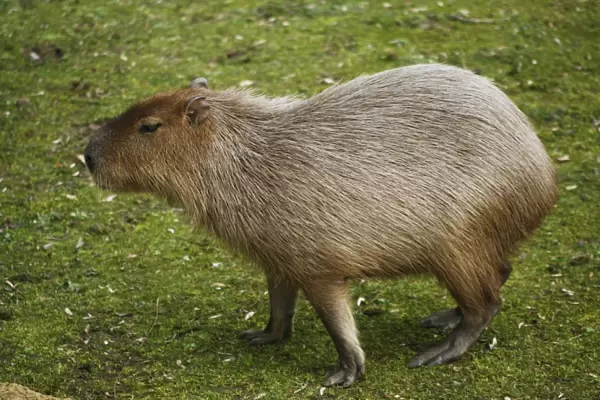 Capybara -Hydrochoerus hydrochaeris-, captive