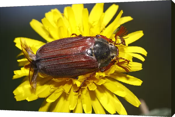 European cockchafer beetle or May beetle -Melolontha melolontha-, with wings unfolded, on a dandelion flower -Taraxacum officinale-
