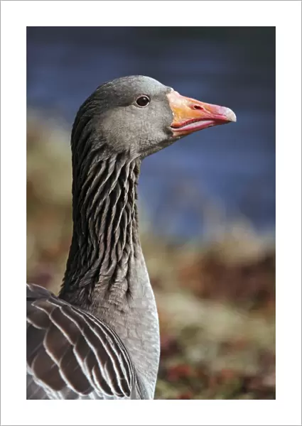 Gray goose grey goose greylag goose -Anser anser- portrait