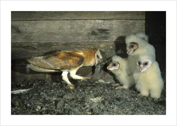 Barn Owl -Tyto alba- passing a mouse to a young bird