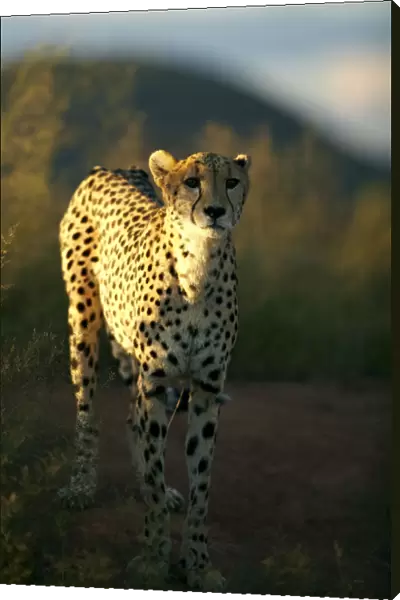 Cheetah -Acinonyx jubatus-, Waterberg Plateau Park, Namibia, Africa