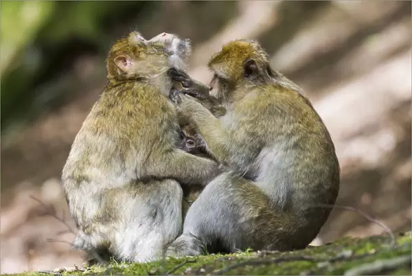 Barbary Macaques -Macaca sylvanus-, captive