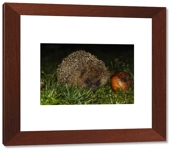 Young hedgehog -Erinaceus europaeus- with red apple, Bavaria, Germany