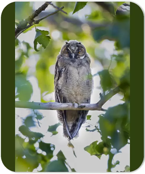 Young Long-eared owl -Asio otus- sitting on branch, Seewinkel, Burgenland, Austria