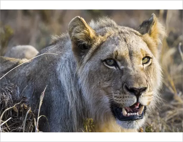Lion -Panthera leo-, lioness, female, Kruger National Park, South Africa