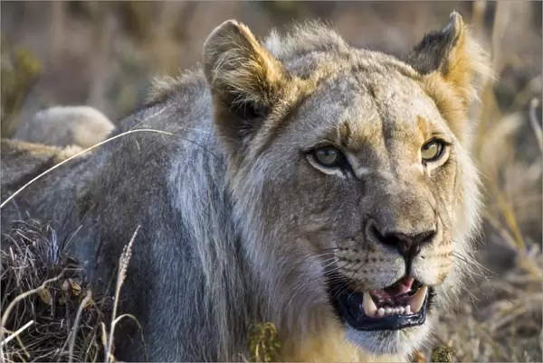 Lion -Panthera leo-, lioness, female, Kruger National Park, South Africa