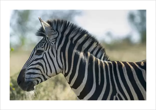 Plains Zebra -Equus quagga-, Kruger National Park, South Africa