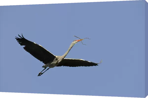 Grey Heron -Ardea cinerea- in flight with nesting material, Stuttgart, Baden-Wuerttemberg, Germany, Europe
