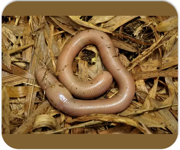 Giant Earthworm -Lumbricidae- at the foot of the Gahinga Volcano, Parc National des Volcans, Volcanoes National Park, Rwanda, Africa