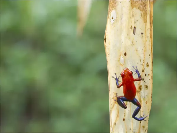 Strawberry poison frog or Strawberry poison-dart frog -Oophaga pumilio syn. Dendrobates pumilio-, Laguna del Lagarto Lodge, Alajuela, Costa Rica, Central America