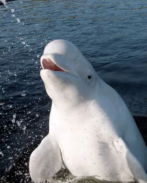 Beluga whale -Delphinapterus leucas-, Kareliya, Russia, White Sea, Arctic