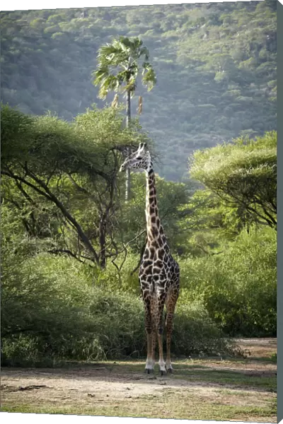 Giraffe -Giraffa camelopardalis-, Lake Manyara National Park, Tanzania, Africa