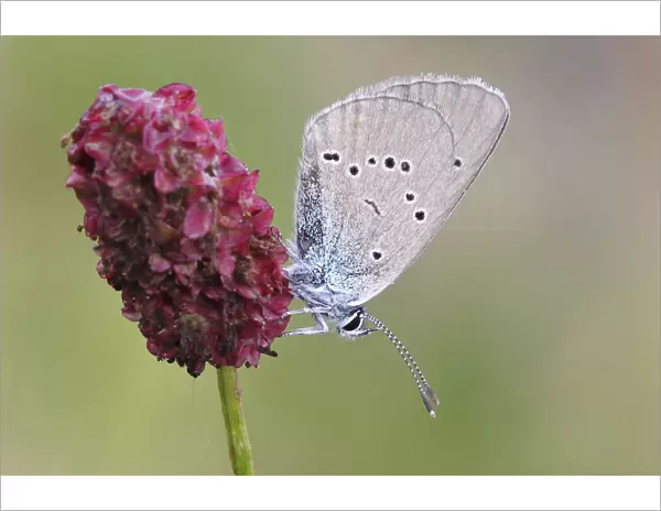 Mazarine Blue -Polyommatus semiargus- butterfly showing the underside of its wing on a Great Burnet -Sanguisorba officinalis-, North Rhine-Westphalia, Germany