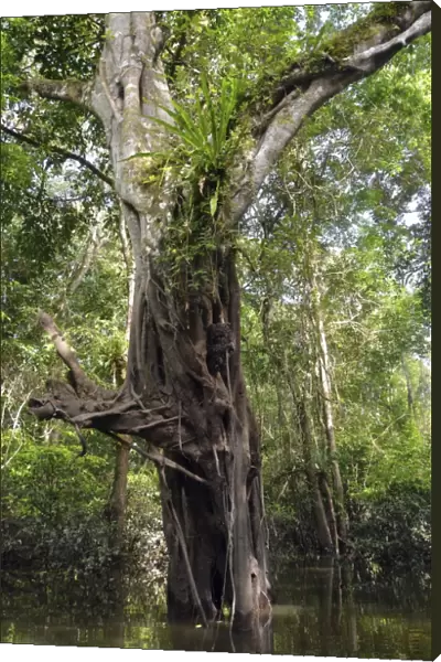 Jungle giant in the Varzea forests, Mamiraua-Nationalpark, Manaus, Amazonas State, Brazil