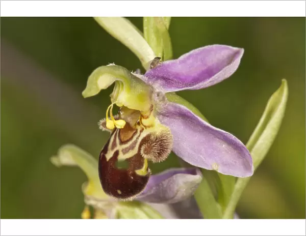 Bee Orchid -Ophrys apivera-, single flower, Neresheim, Baden-Wurttemberg, Germany