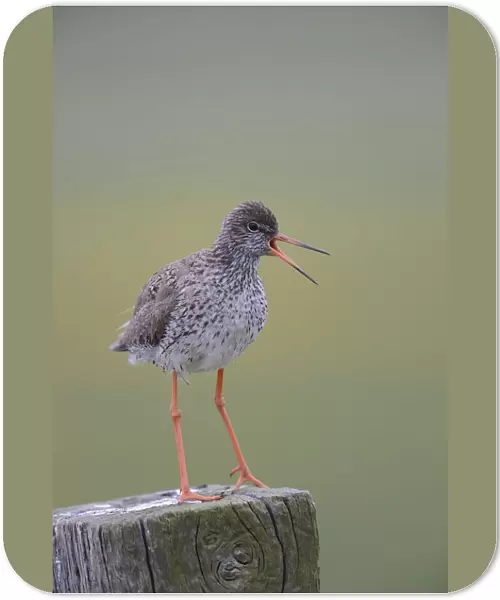 Redshank -Tringa totanus- perched on a post, Buren, Ameland, The Netherlands