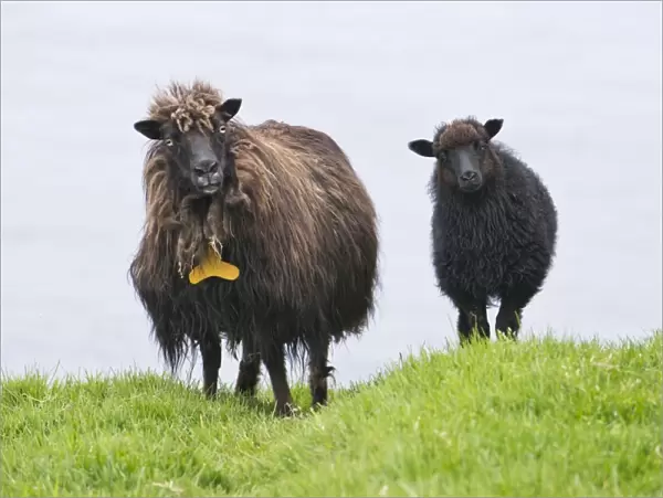 Ewe with lamb, Faroe Islands, Denmark
