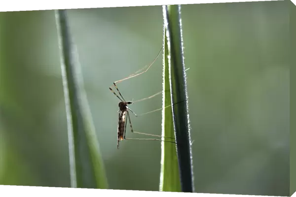 Crane fly -Tipulidae-, perched on bulrush, Ummendorfer Ried Nature Reserve, Ummendorf, Upper Swabia, Baden-Wurttemberg, Germany