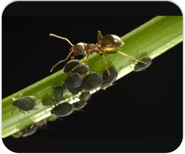 Aphids -Aphidoidea- being milked by an Ant -Formidicae-, beneficial insects and pests, macro shot, Baden-Wurttemberg, Germany