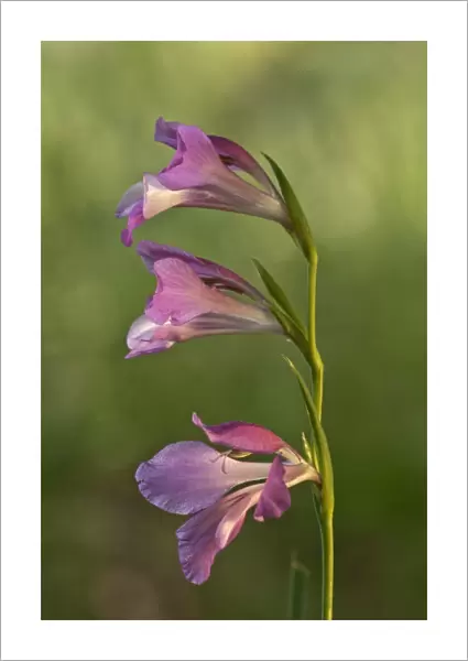 Italian Gladiolus, Field Gladiolus or Common Sword-lily -Gladiolus italicus-, Kerkini, Central Macedonia, Greece
