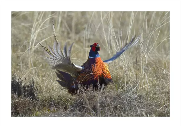 Common Pheasant -Phasianus colchicus-, courting display in dune grass, Duinen van Texel National Park, Texel, West Frisian Islands, province of North Holland, The Netherlands