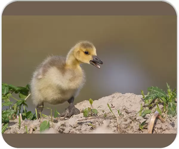 Canada Goose -Branta canadensis-, chick, North Rhine-Westphalia, Germany