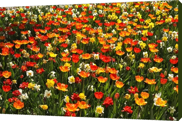 Colourful flower bed with tulips -Tulipa- and daffodils -Narcissus-, backlit, Nuremberg, Middle Franconia, Bavaria, Germany