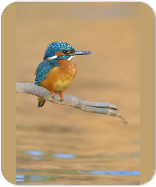 Kingfisher -Alcedo atthis- male perched, Swabian Alb biosphere reserve, Baden-Wurttemberg, Germany