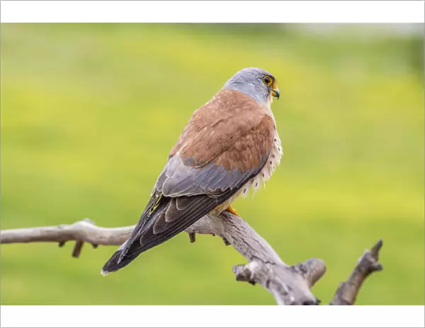 Lesser Kestrel -Falco naumanni-, Extremadura, Spain