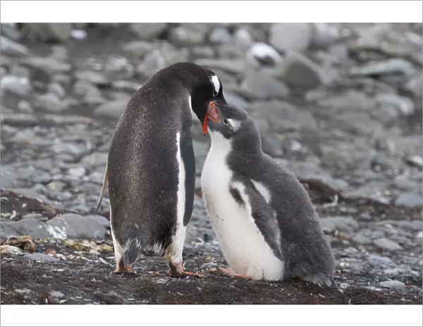 Gentoo Penguins -Pygoscelis papua-, adult bird feeding chick, Barrientos Island, Aitcho Islands, Sudliche Shetlandinseln, Antarctica