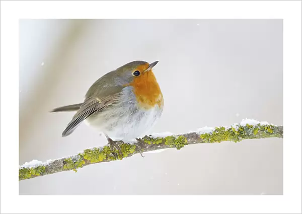 European Robin -Erithacus rubecula- on a wintry branch, North Hesse, Hesse, Germany