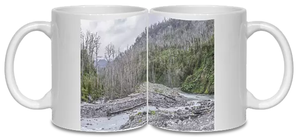 Destroyed forest by the outbreak of the Chaiten volcano, near Puente los Gigios, Pumalin Park, Chaiten, Los Lagos Region, Chile