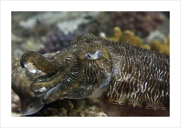 Pharaoh Cuttlefish -Sepia pharaonis-, Gulf of Oman, Oman