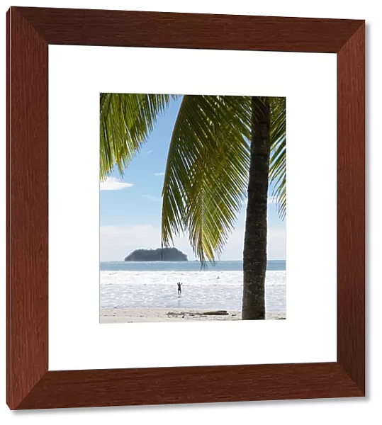 Palm tree on the beach, Playa Samara, Nicoya Peninsula, Costa Rica, Central America
