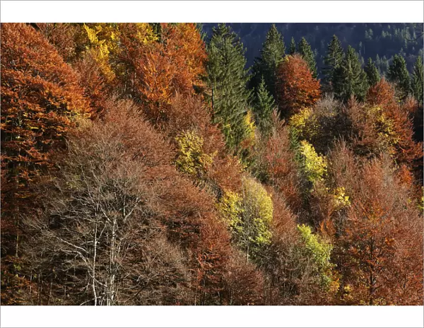 Autumnal mixed forest at Hoelltobel, community of Oberstdorf, Upper Allgaeu, Allgaeu, Swabia, Bavaria, Germany, Europe, Oberstdorf, Bavaria, Germany