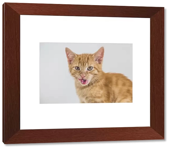 Young ginger tabby domestic cat, kitten