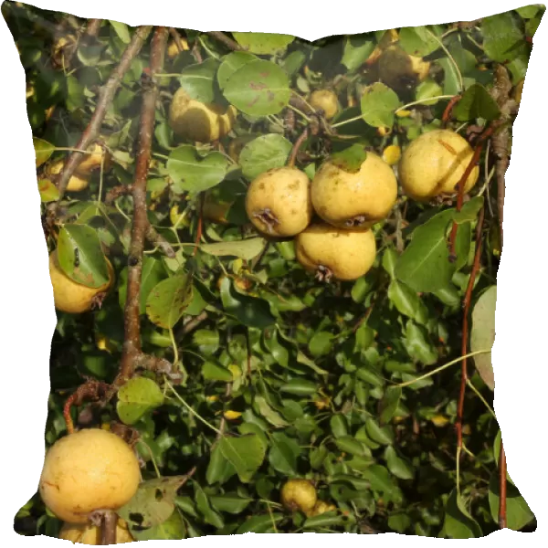 Wild Pears -Pyrus pyraster-, Allgaeu, Bavaria, Germany, Europe
