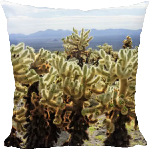 Cholla cacti in the Cholla Cactus Garden, Joshua Tree National Park, Desert Center, California, USA